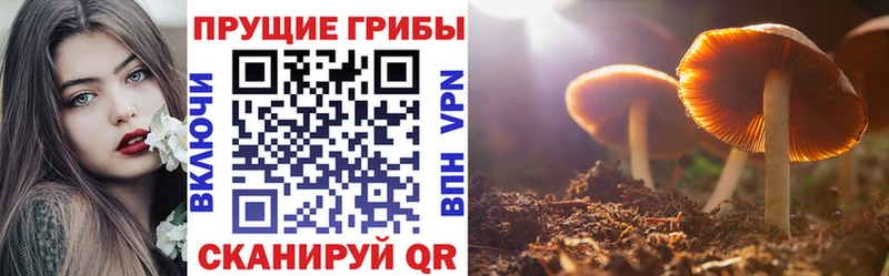 Купить где  Коломна  Псилоцибиновые грибы Psilocybe 
